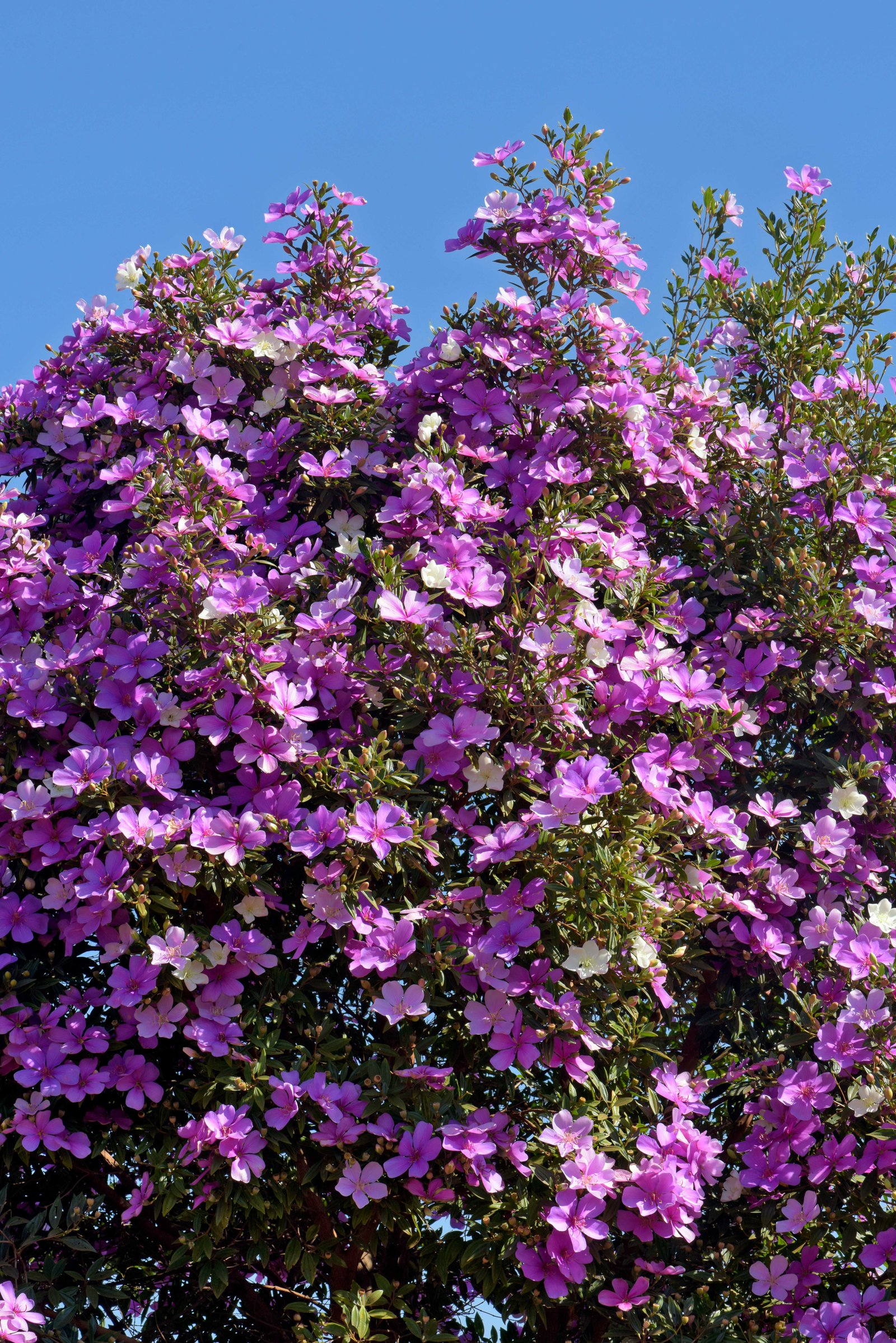 flowering-glory-bush-manaca-da-serra